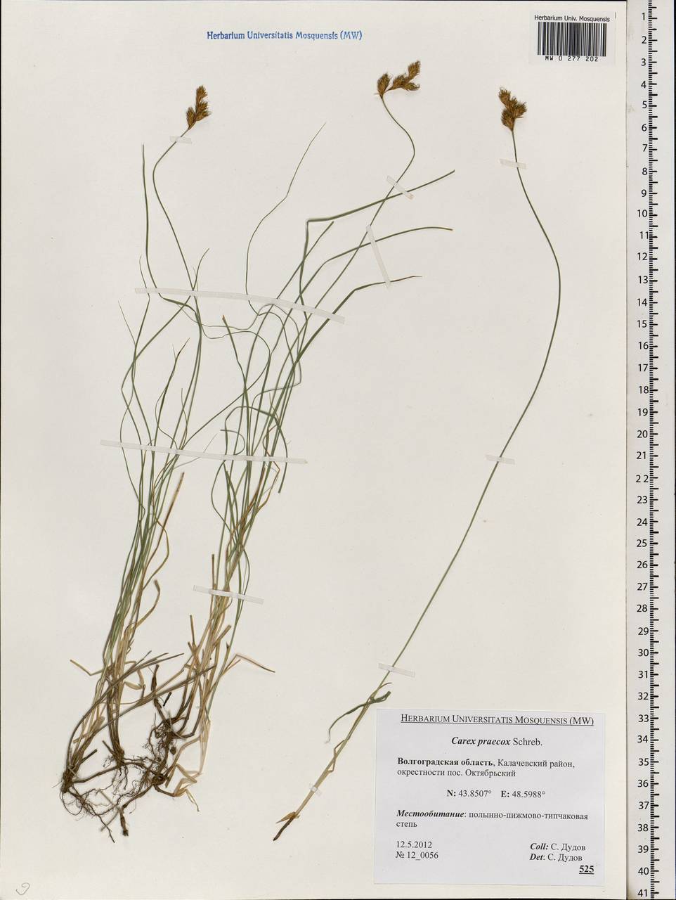 Carex praecox Schreb., Eastern Europe, Lower Volga region (E9) (Russia)