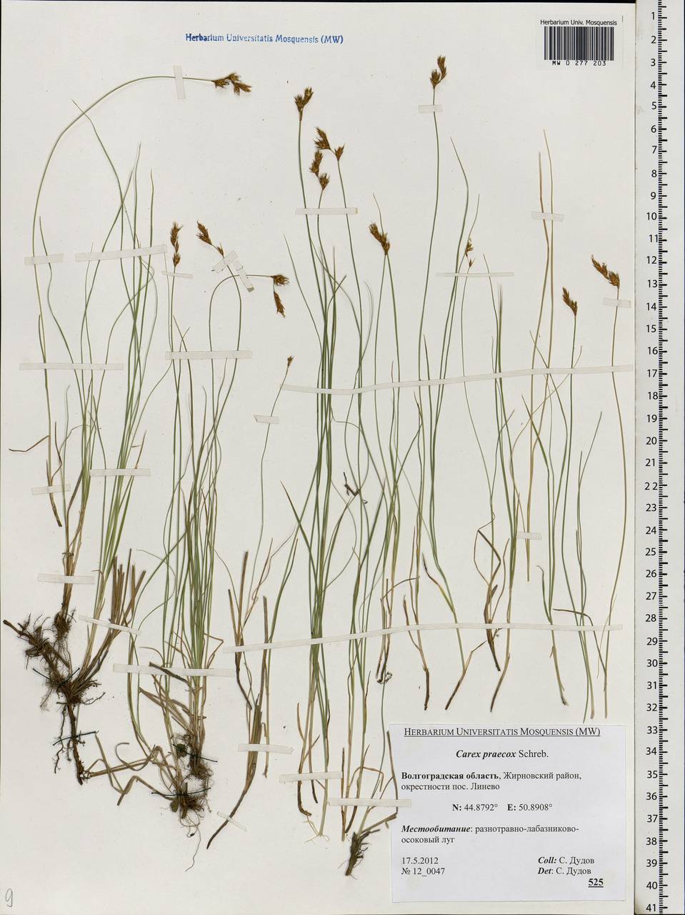 Carex praecox Schreb., Eastern Europe, Lower Volga region (E9) (Russia)