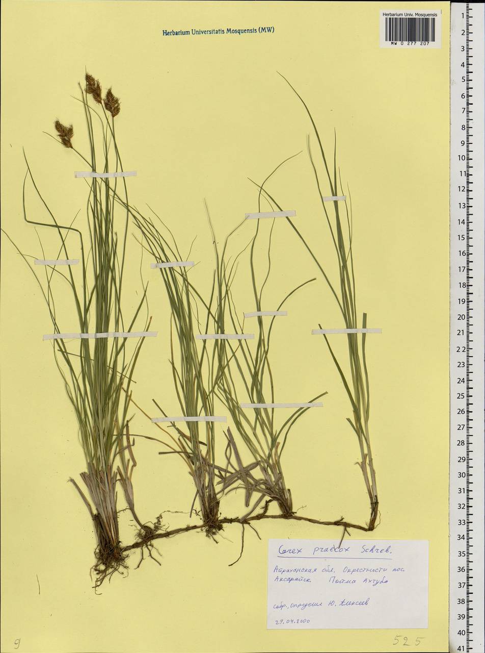 Carex praecox Schreb., Eastern Europe, Lower Volga region (E9) (Russia)