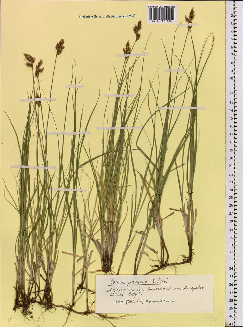 Carex praecox Schreb., Eastern Europe, Lower Volga region (E9) (Russia)