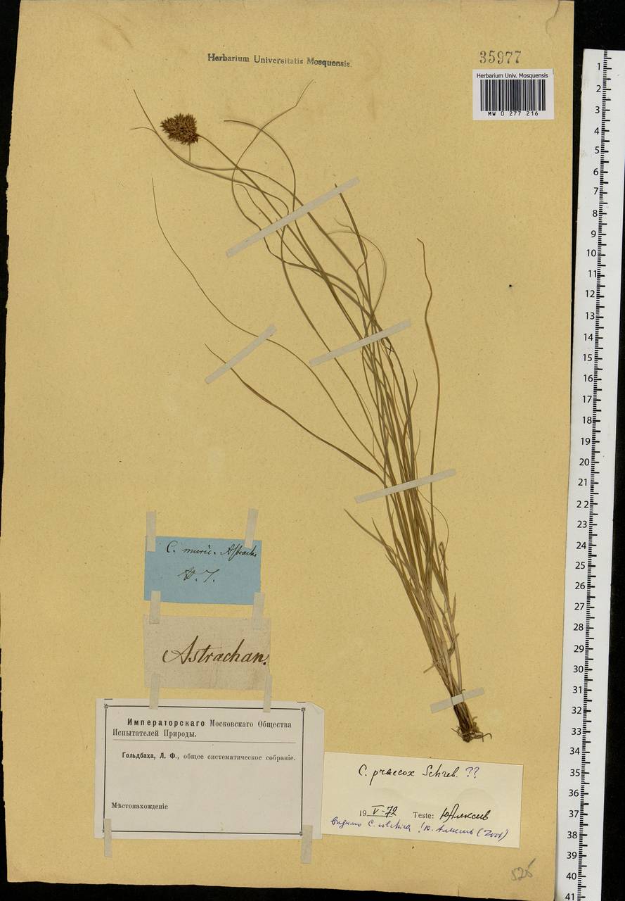 Carex praecox Schreb., Eastern Europe, Lower Volga region (E9) (Russia)