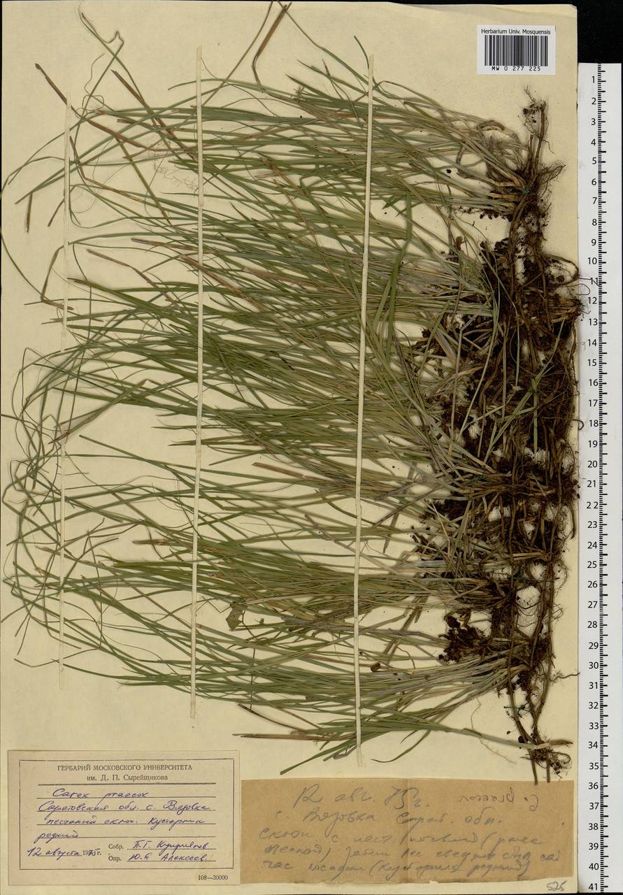 Carex praecox Schreb., Eastern Europe, Lower Volga region (E9) (Russia)