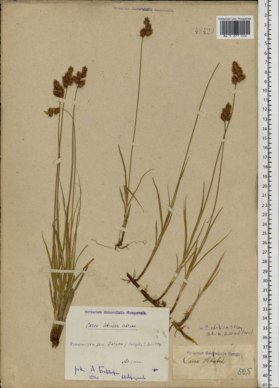 Carex praecox Schreb., Eastern Europe, Lower Volga region (E9) (Russia)
