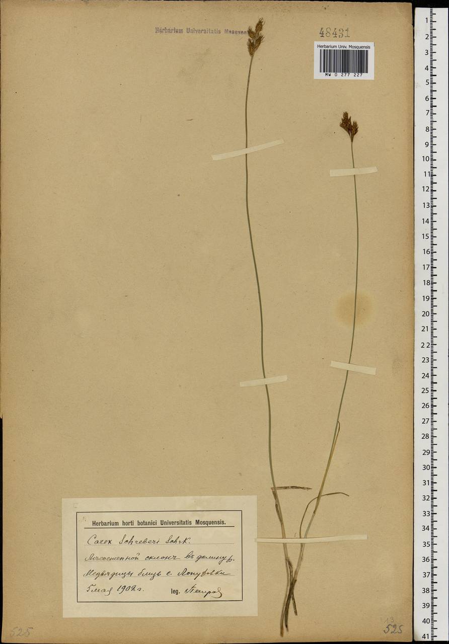 Carex praecox Schreb., Eastern Europe, Lower Volga region (E9) (Russia)
