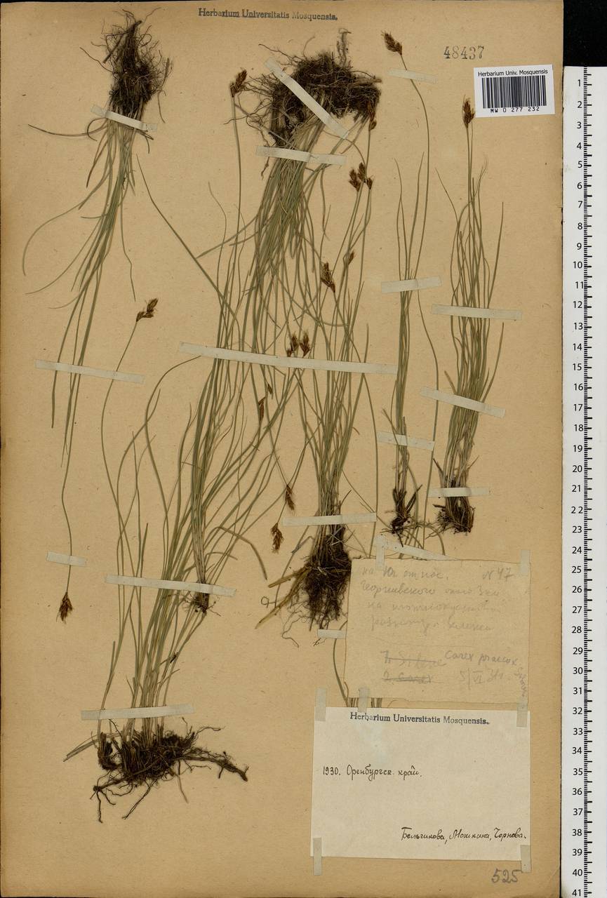 Carex praecox Schreb., Eastern Europe, Eastern region (E10) (Russia)