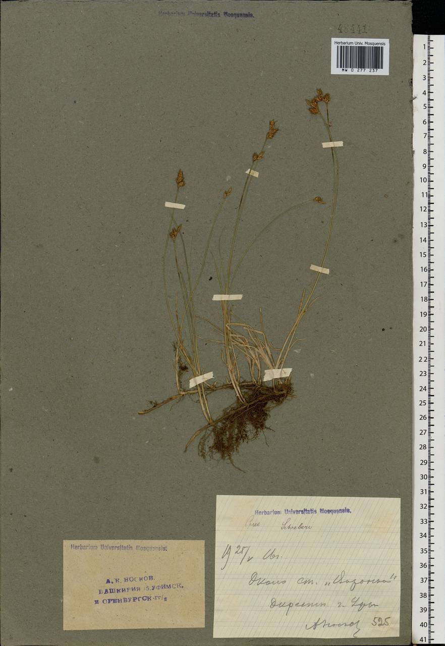 Carex praecox Schreb., Eastern Europe, Eastern region (E10) (Russia)