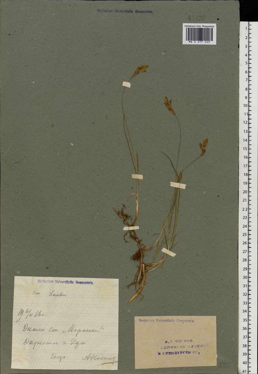 Carex praecox Schreb., Eastern Europe, Eastern region (E10) (Russia)