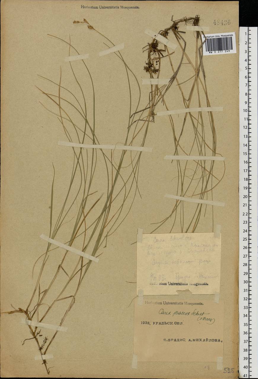 Carex praecox Schreb., Eastern Europe, Eastern region (E10) (Russia)