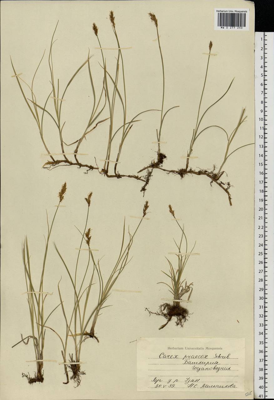 Carex praecox Schreb., Eastern Europe, Eastern region (E10) (Russia)