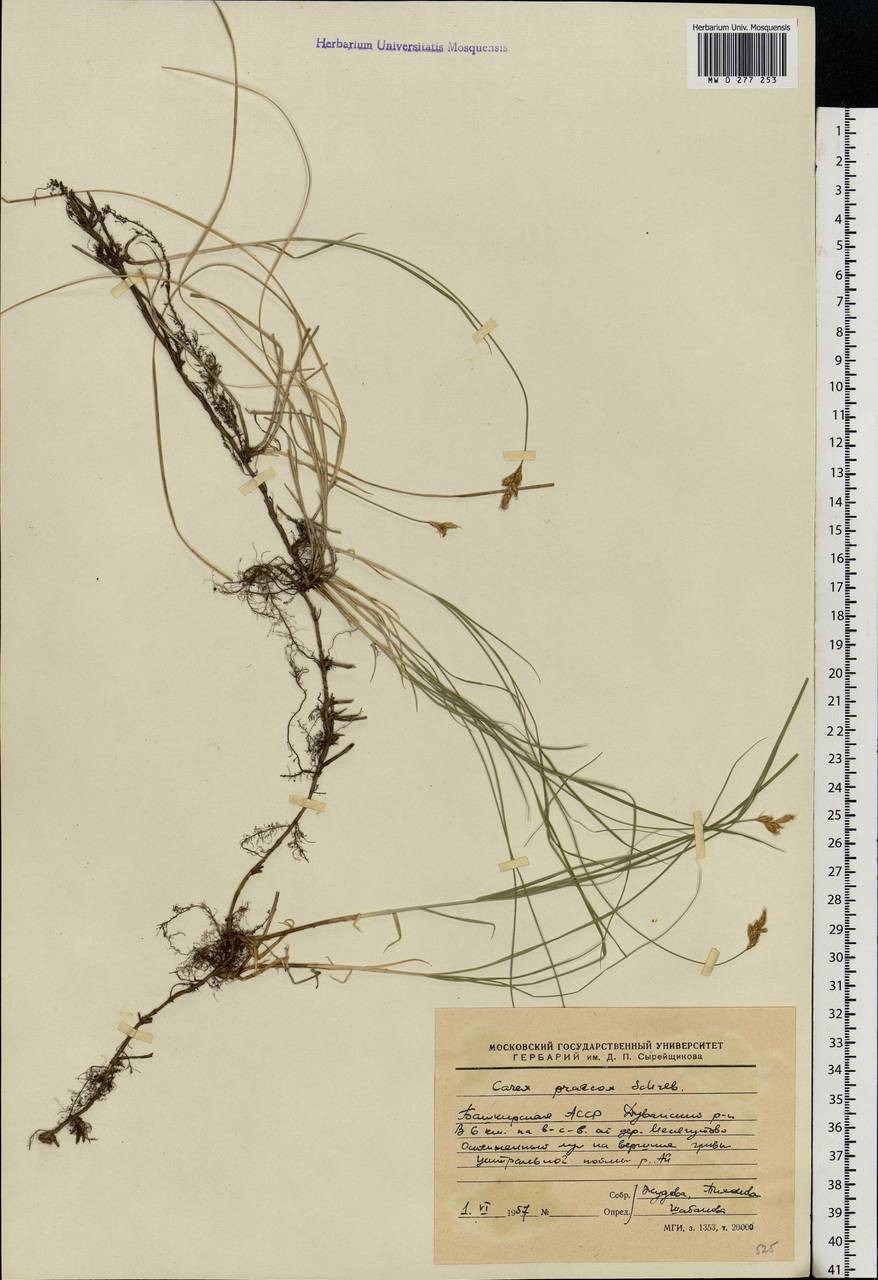 Carex praecox Schreb., Eastern Europe, Eastern region (E10) (Russia)