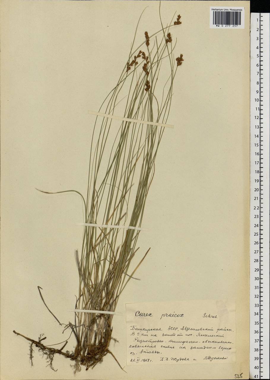Carex praecox Schreb., Eastern Europe, Eastern region (E10) (Russia)