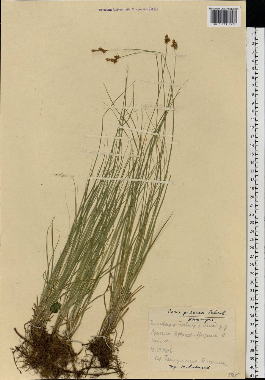 Carex praecox Schreb., Eastern Europe, Eastern region (E10) (Russia)