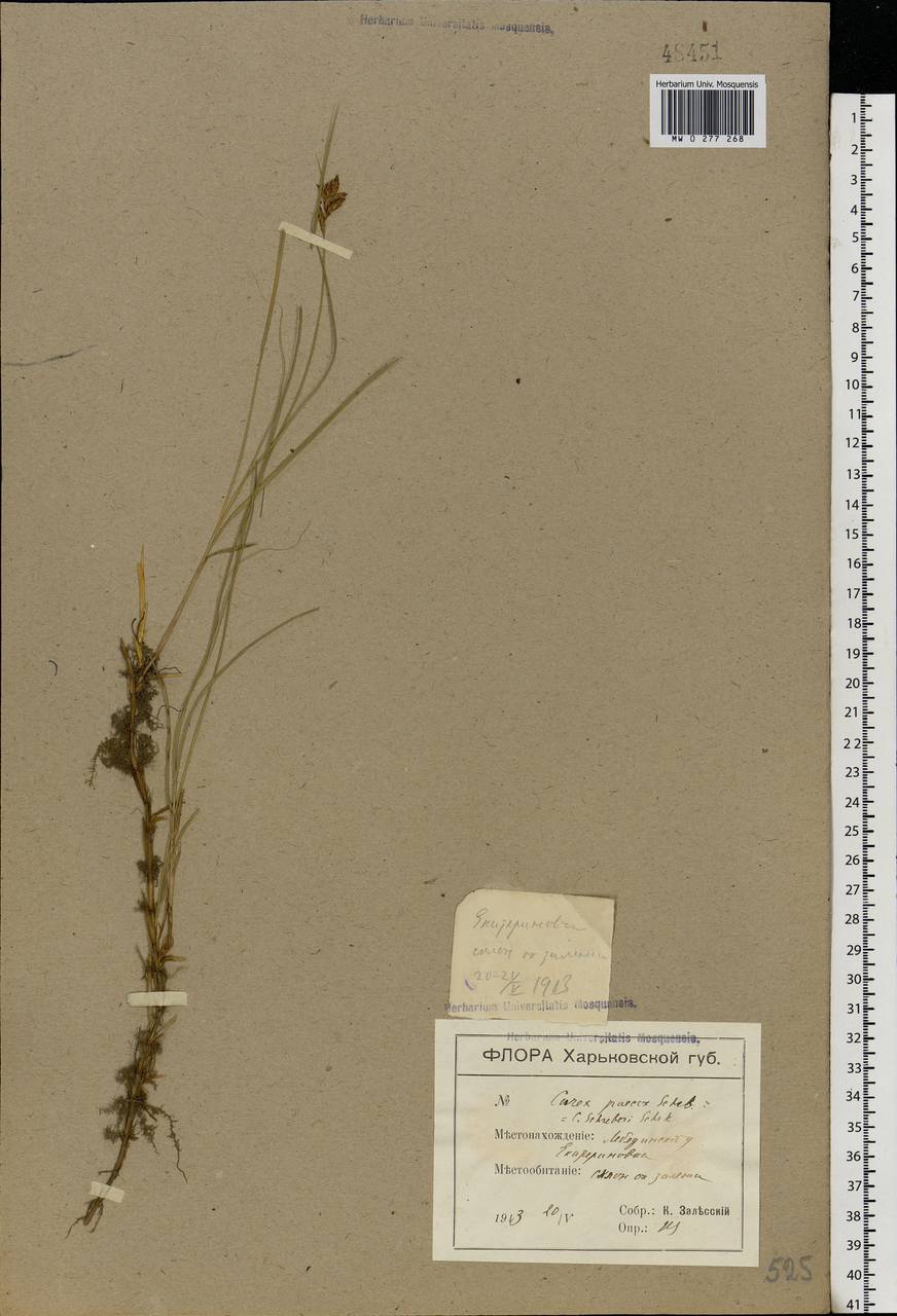 Carex praecox Schreb., Eastern Europe, North Ukrainian region (E11) (Ukraine)