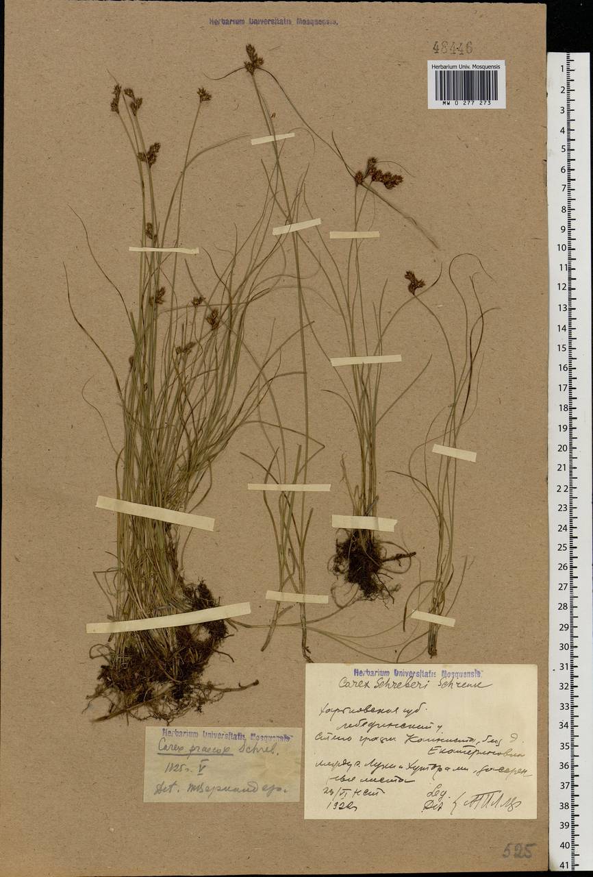 Carex praecox Schreb., Eastern Europe, North Ukrainian region (E11) (Ukraine)