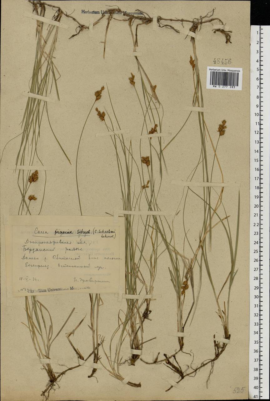 Carex praecox Schreb., Eastern Europe, South Ukrainian region (E12) (Ukraine)