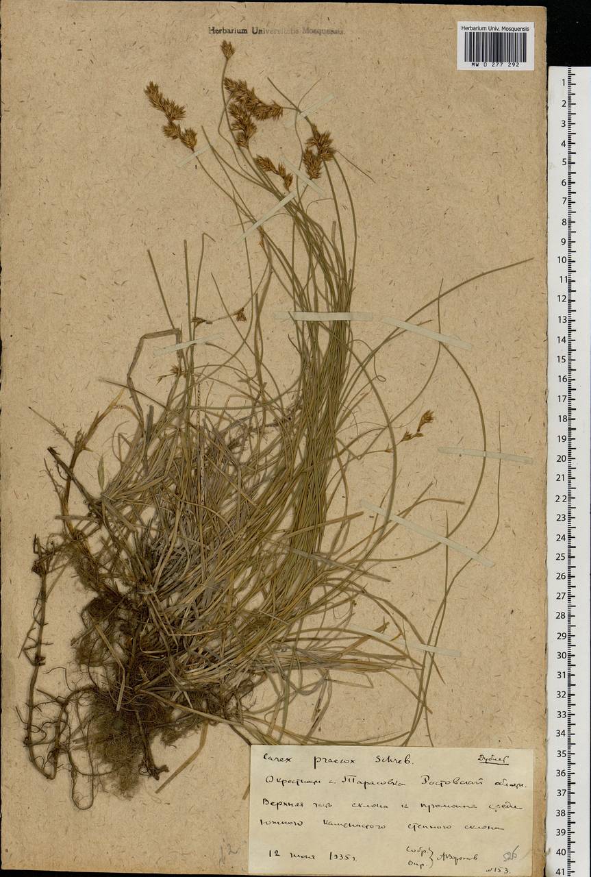 Carex praecox Schreb., Eastern Europe, Rostov Oblast (E12a) (Russia)