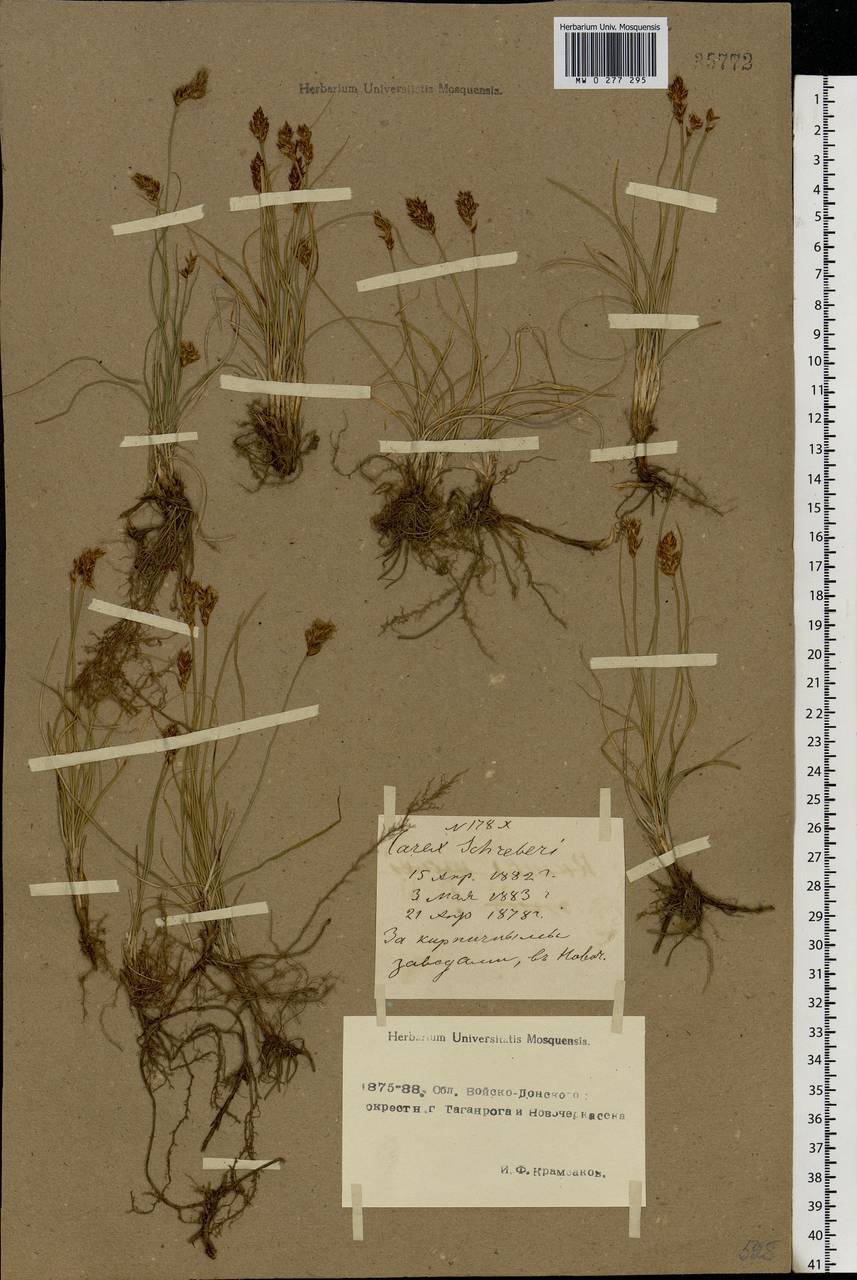 Carex praecox Schreb., Eastern Europe, Rostov Oblast (E12a) (Russia)