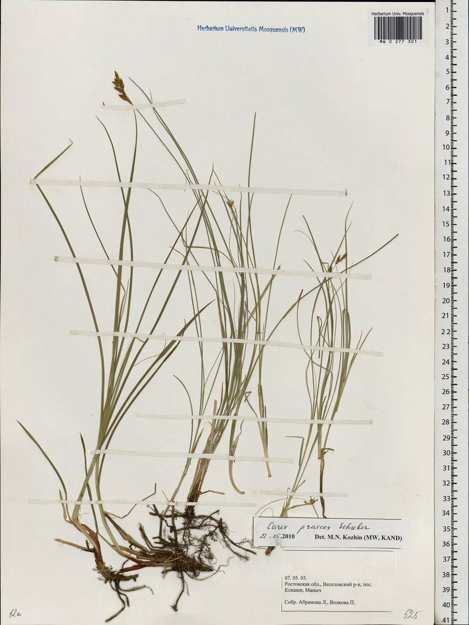 Carex praecox Schreb., Eastern Europe, Rostov Oblast (E12a) (Russia)