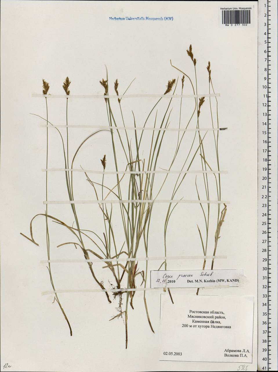 Carex praecox Schreb., Eastern Europe, Rostov Oblast (E12a) (Russia)