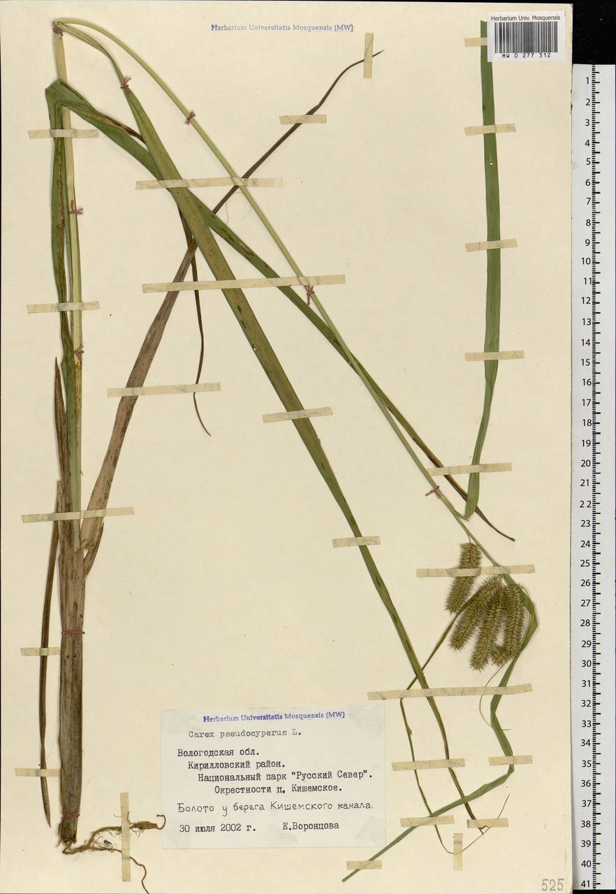 Carex pseudocyperus L., Eastern Europe, Northern region (E1) (Russia)