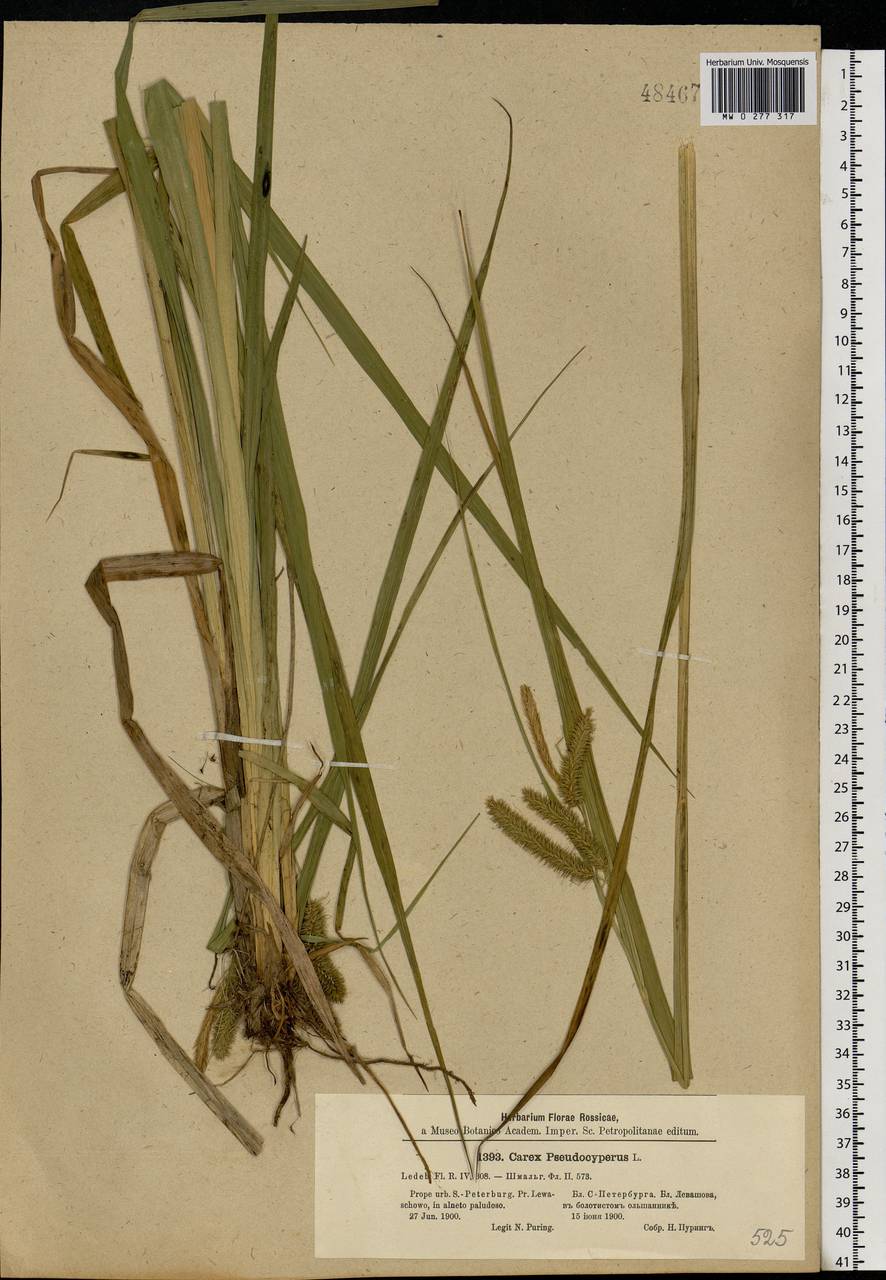 Carex pseudocyperus L., Eastern Europe, North-Western region (E2) (Russia)