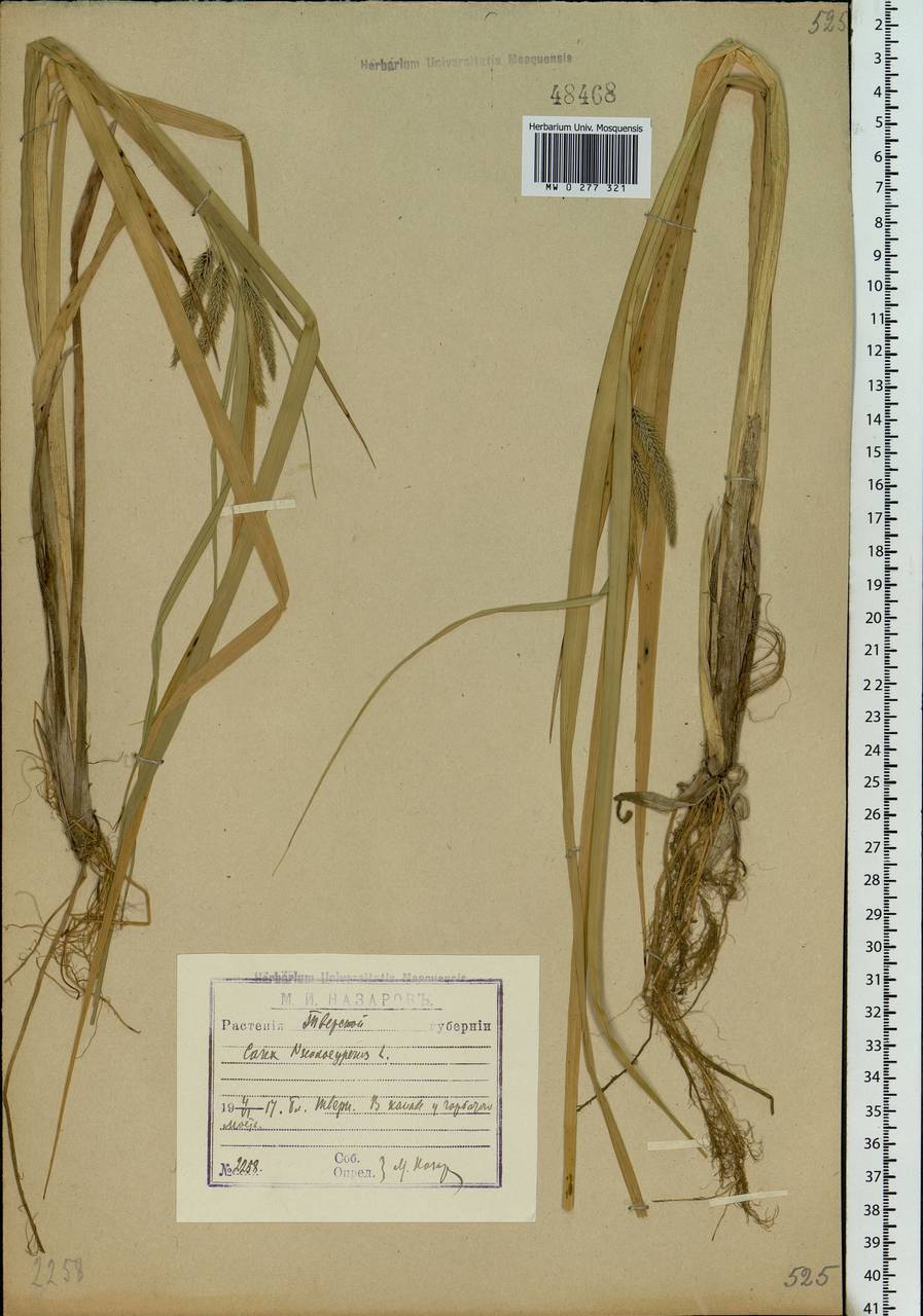 Carex pseudocyperus L., Eastern Europe, North-Western region (E2) (Russia)