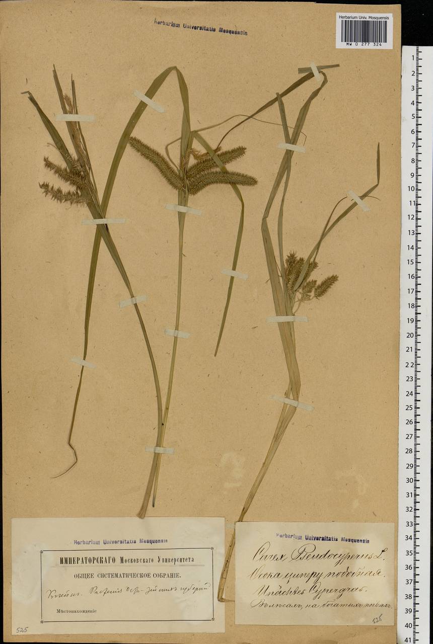 Carex pseudocyperus L., Eastern Europe, Latvia (E2b) (Latvia)