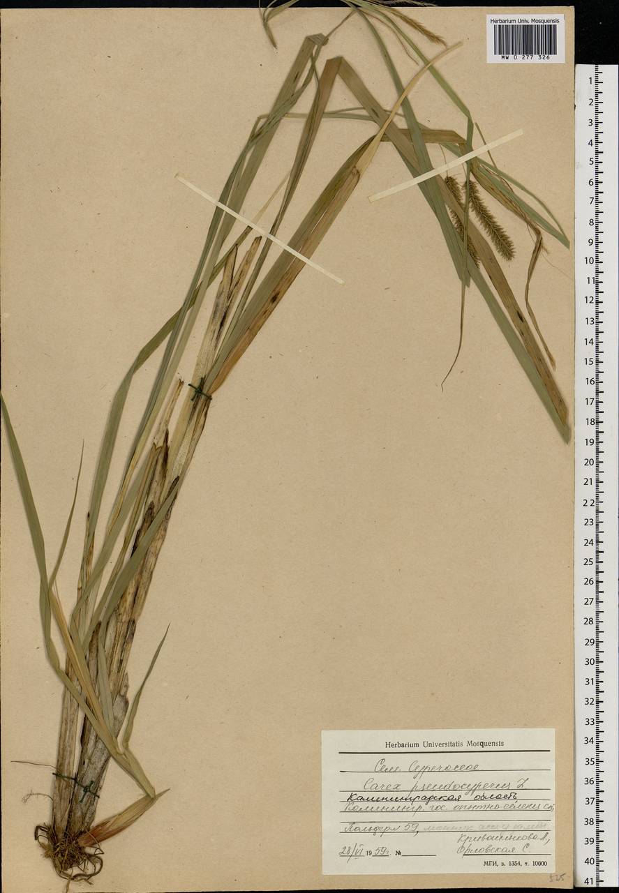 Carex pseudocyperus L., Eastern Europe, North-Western region (E2) (Russia)