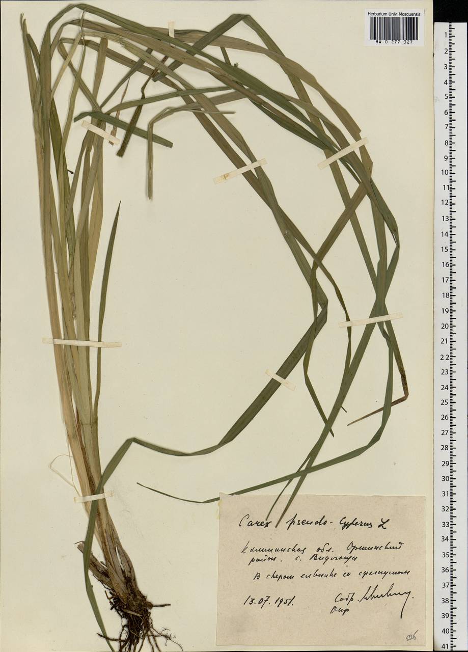 Carex pseudocyperus L., Eastern Europe, North-Western region (E2) (Russia)