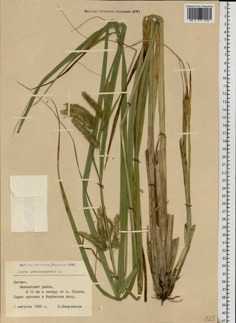 Carex pseudocyperus L., Eastern Europe, Latvia (E2b) (Latvia)