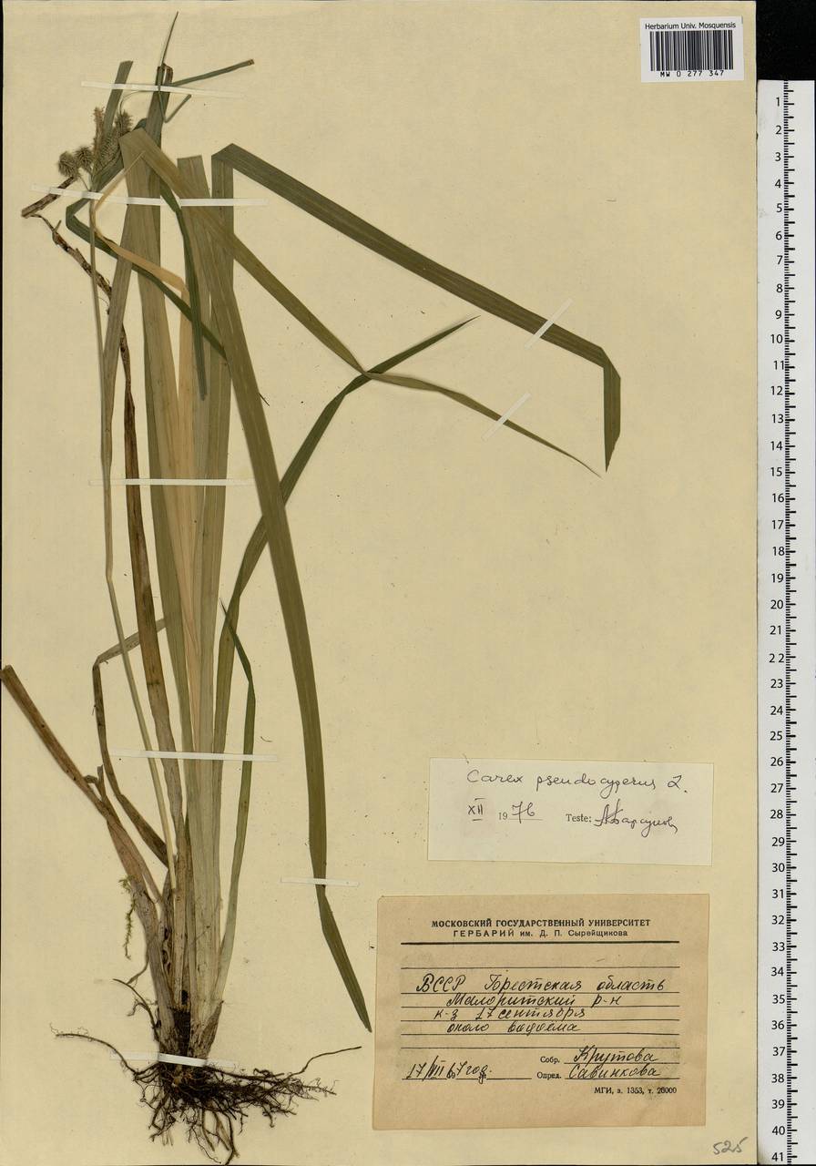 Carex pseudocyperus L., Eastern Europe, Belarus (E3a) (Belarus)