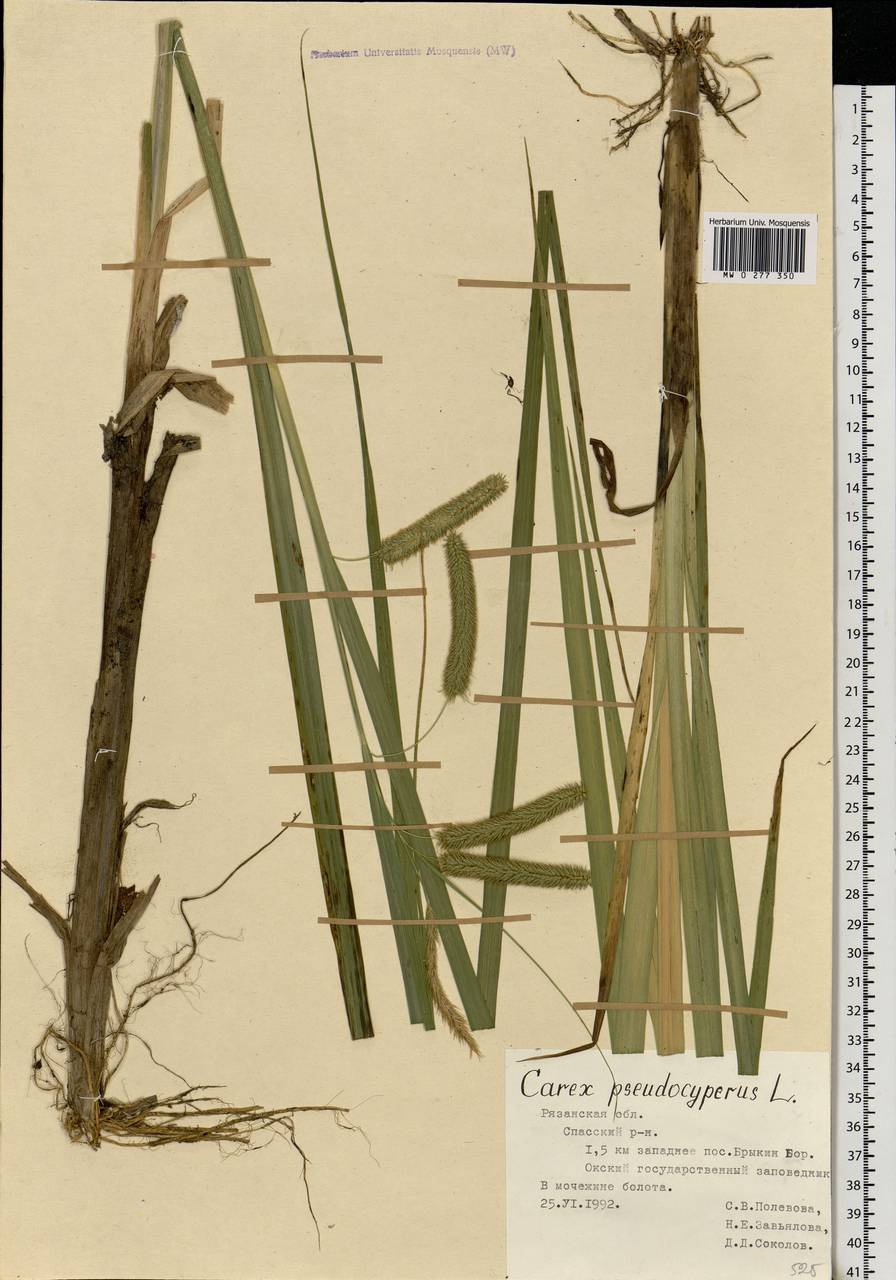 Carex pseudocyperus L., Eastern Europe, Central region (E4) (Russia)