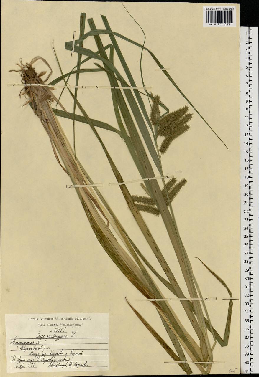 Carex pseudocyperus L., Eastern Europe, Central region (E4) (Russia)