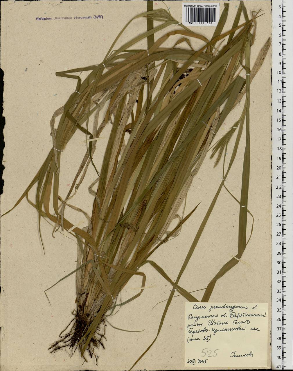 Carex pseudocyperus L., Eastern Europe, Central region (E4) (Russia)