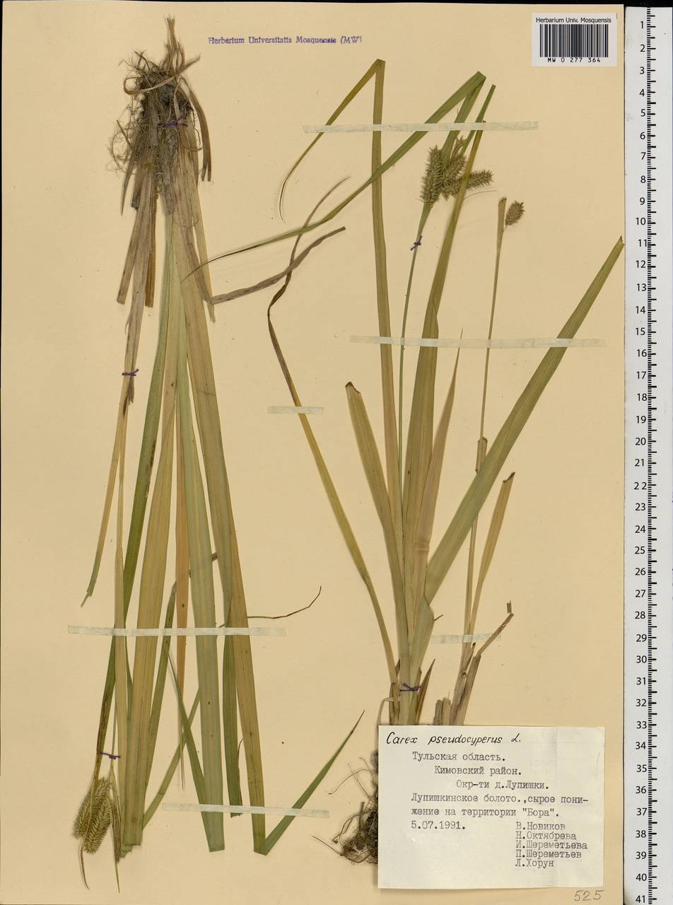 Carex pseudocyperus L., Eastern Europe, Central region (E4) (Russia)