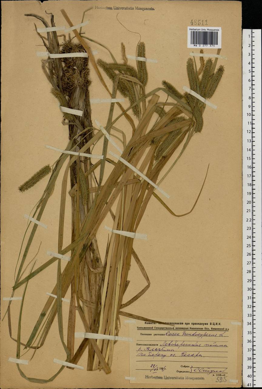 Carex pseudocyperus L., Eastern Europe, Central region (E4) (Russia)