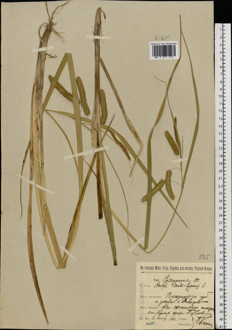 Carex pseudocyperus L., Eastern Europe, Central region (E4) (Russia)