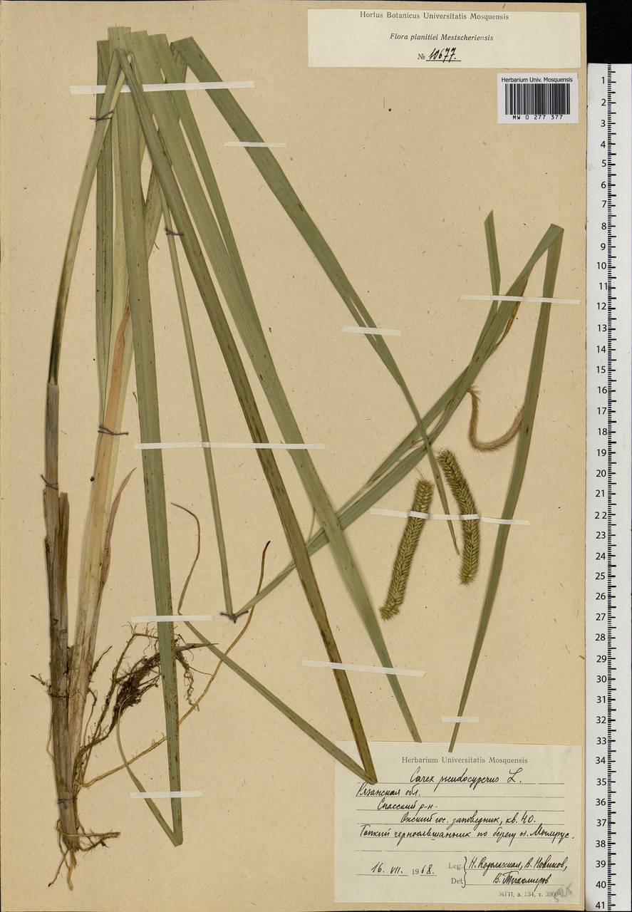 Carex pseudocyperus L., Eastern Europe, Central region (E4) (Russia)