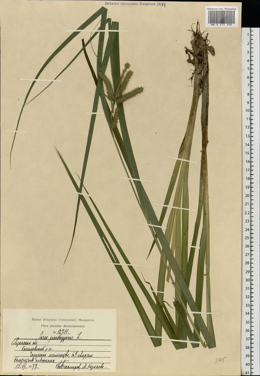 Carex pseudocyperus L., Eastern Europe, Central region (E4) (Russia)