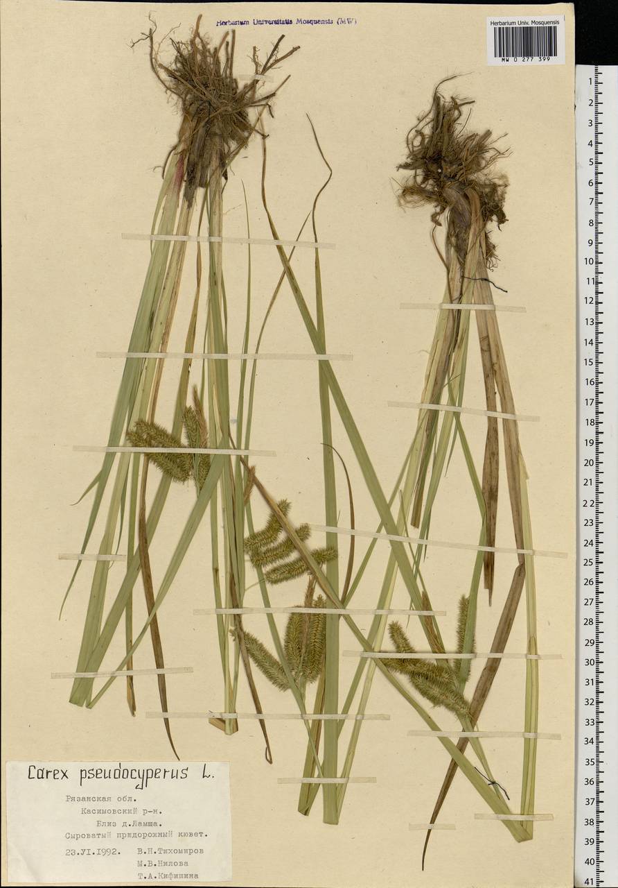 Carex pseudocyperus L., Eastern Europe, Central region (E4) (Russia)