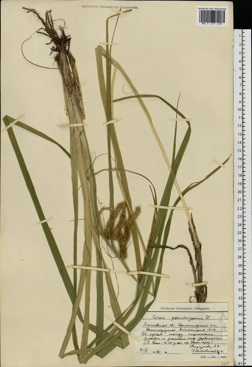 Carex pseudocyperus L., Eastern Europe, Moscow region (E4a) (Russia)