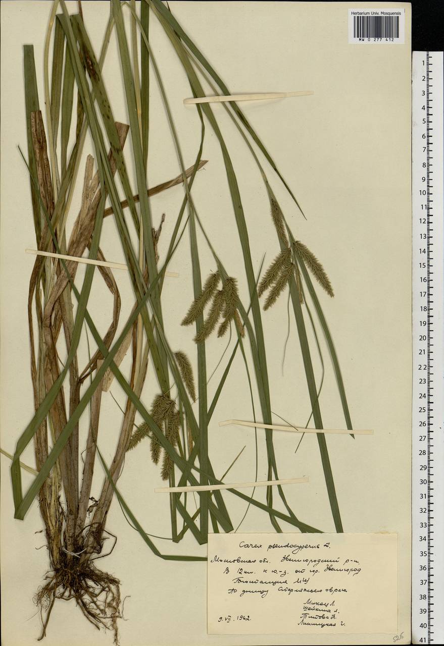 Carex pseudocyperus L., Eastern Europe, Moscow region (E4a) (Russia)