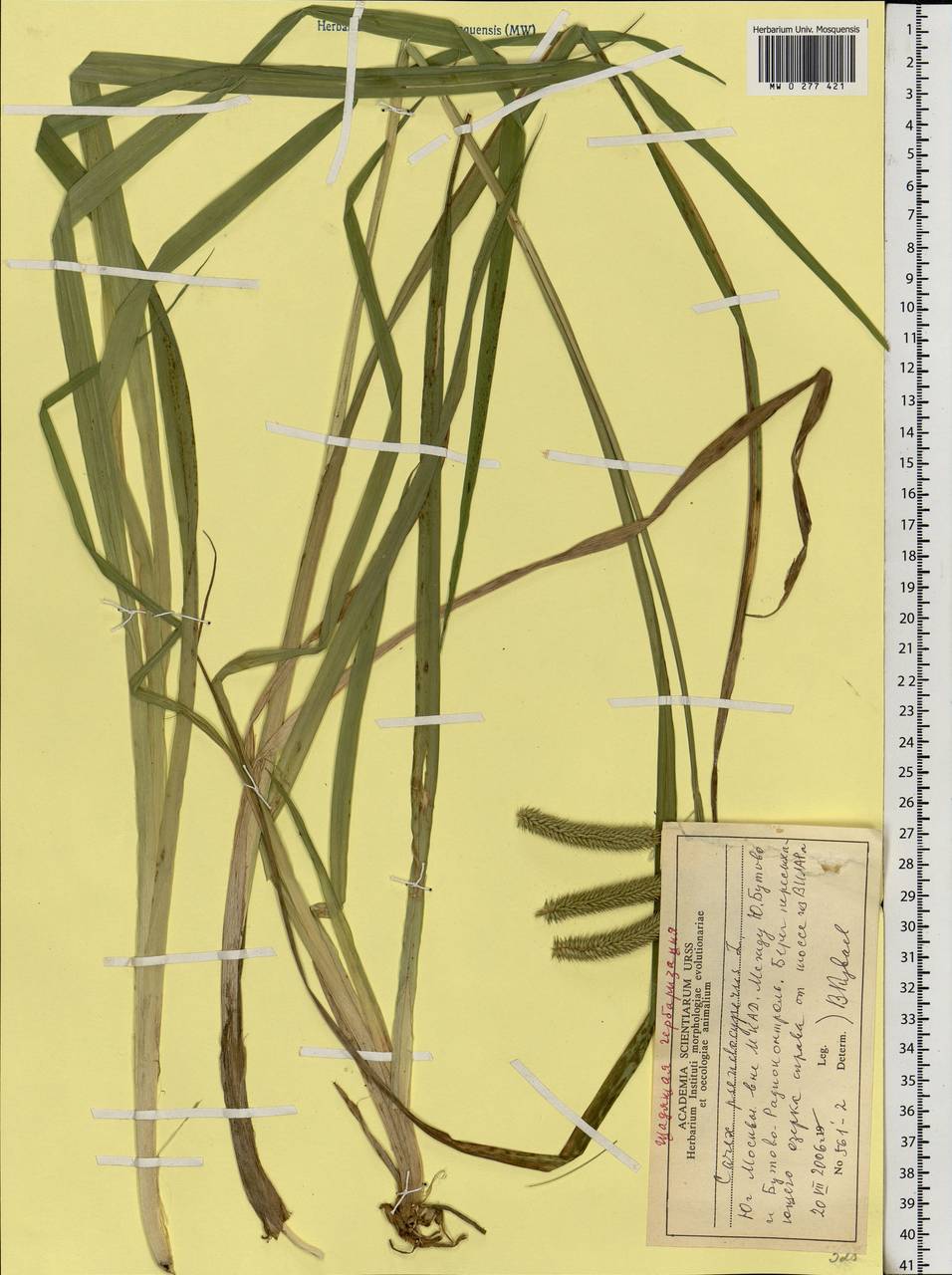 Carex pseudocyperus L., Eastern Europe, Moscow region (E4a) (Russia)