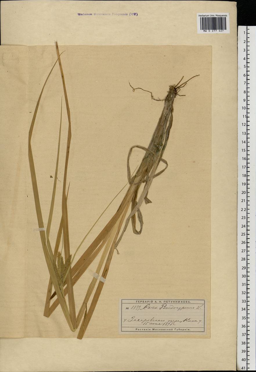 Carex pseudocyperus L., Eastern Europe, Moscow region (E4a) (Russia)