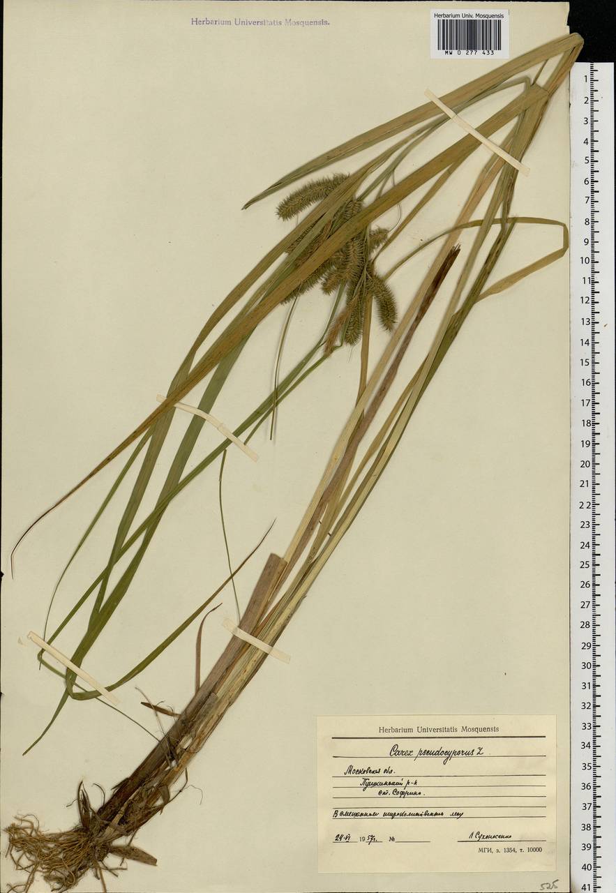 Carex pseudocyperus L., Eastern Europe, Moscow region (E4a) (Russia)
