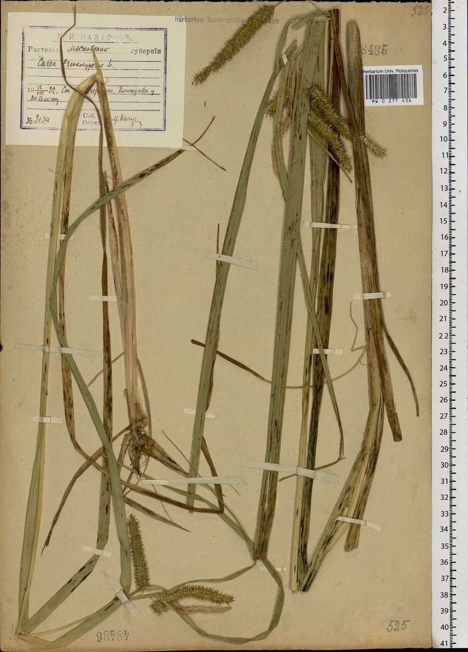 Carex pseudocyperus L., Eastern Europe, Moscow region (E4a) (Russia)