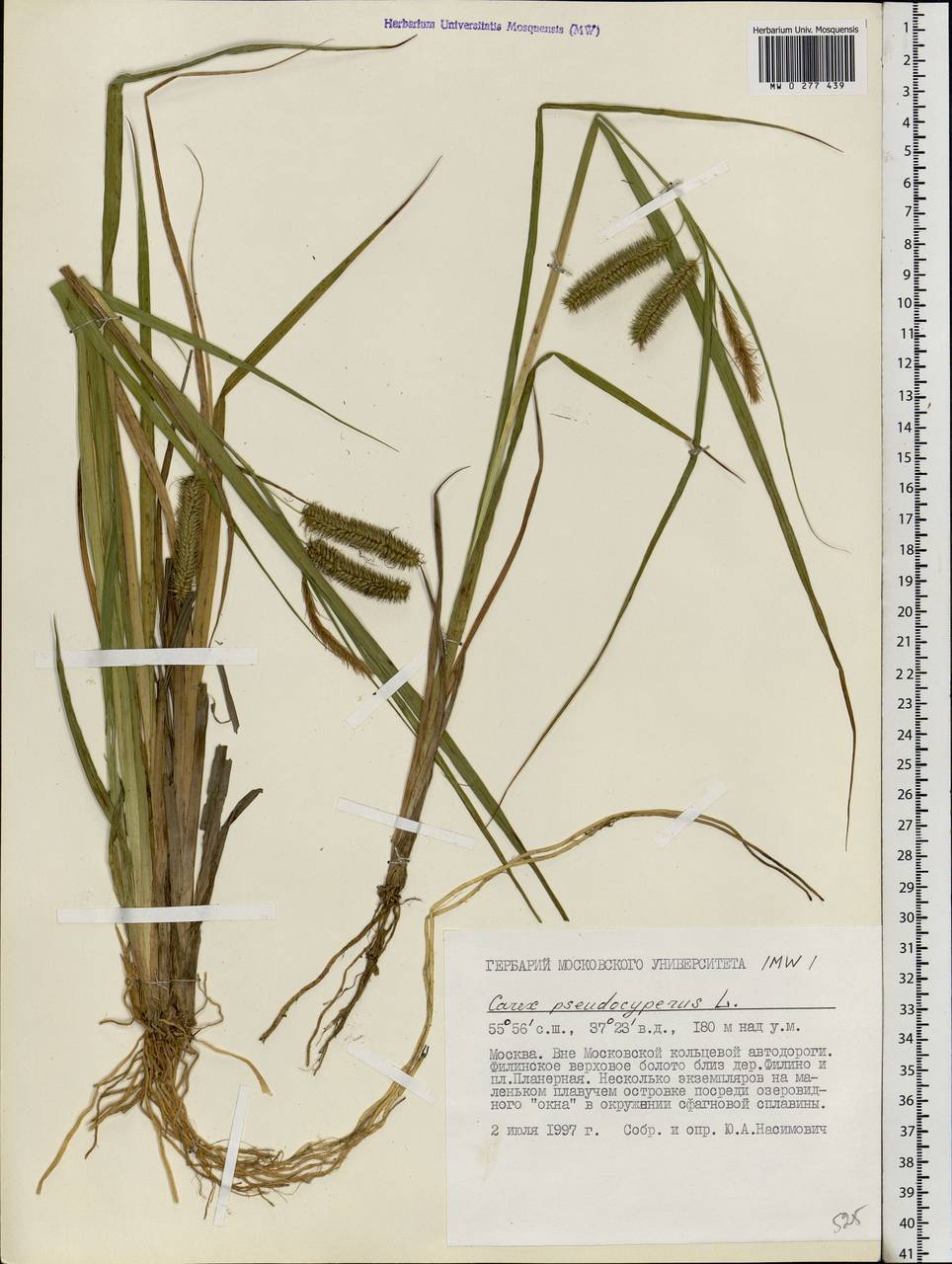 Carex pseudocyperus L., Eastern Europe, Moscow region (E4a) (Russia)
