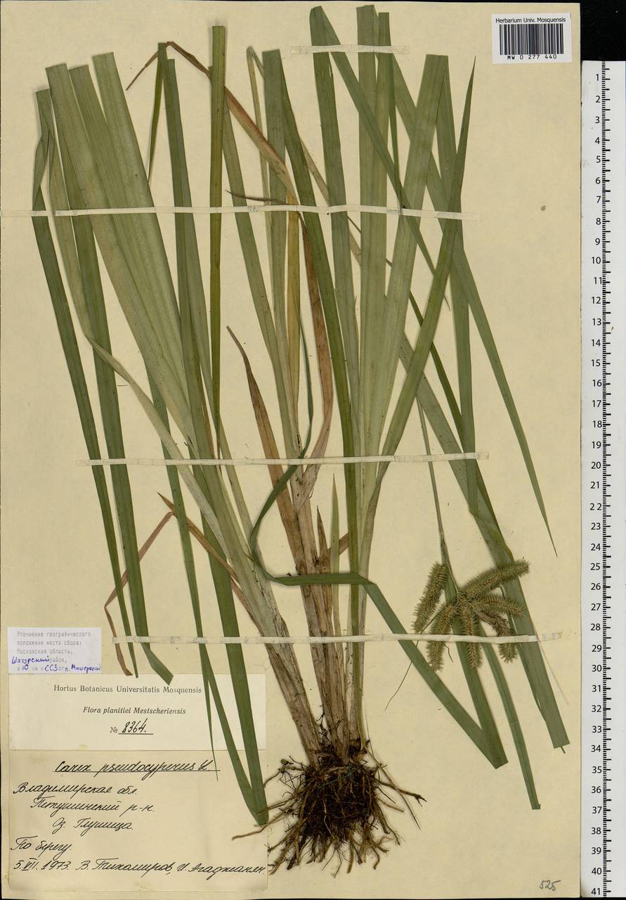 Carex pseudocyperus L., Eastern Europe, Moscow region (E4a) (Russia)