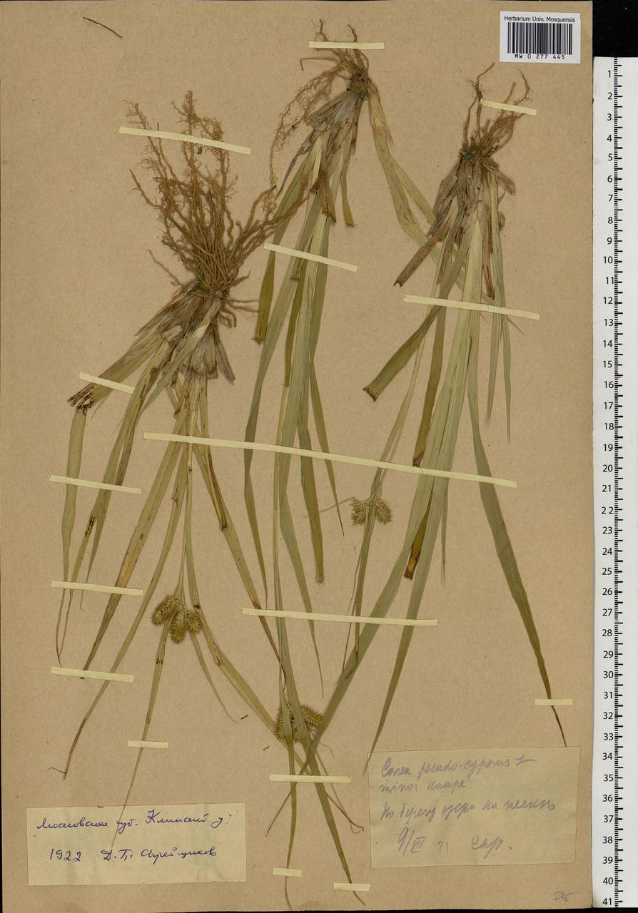Carex pseudocyperus L., Eastern Europe, Moscow region (E4a) (Russia)