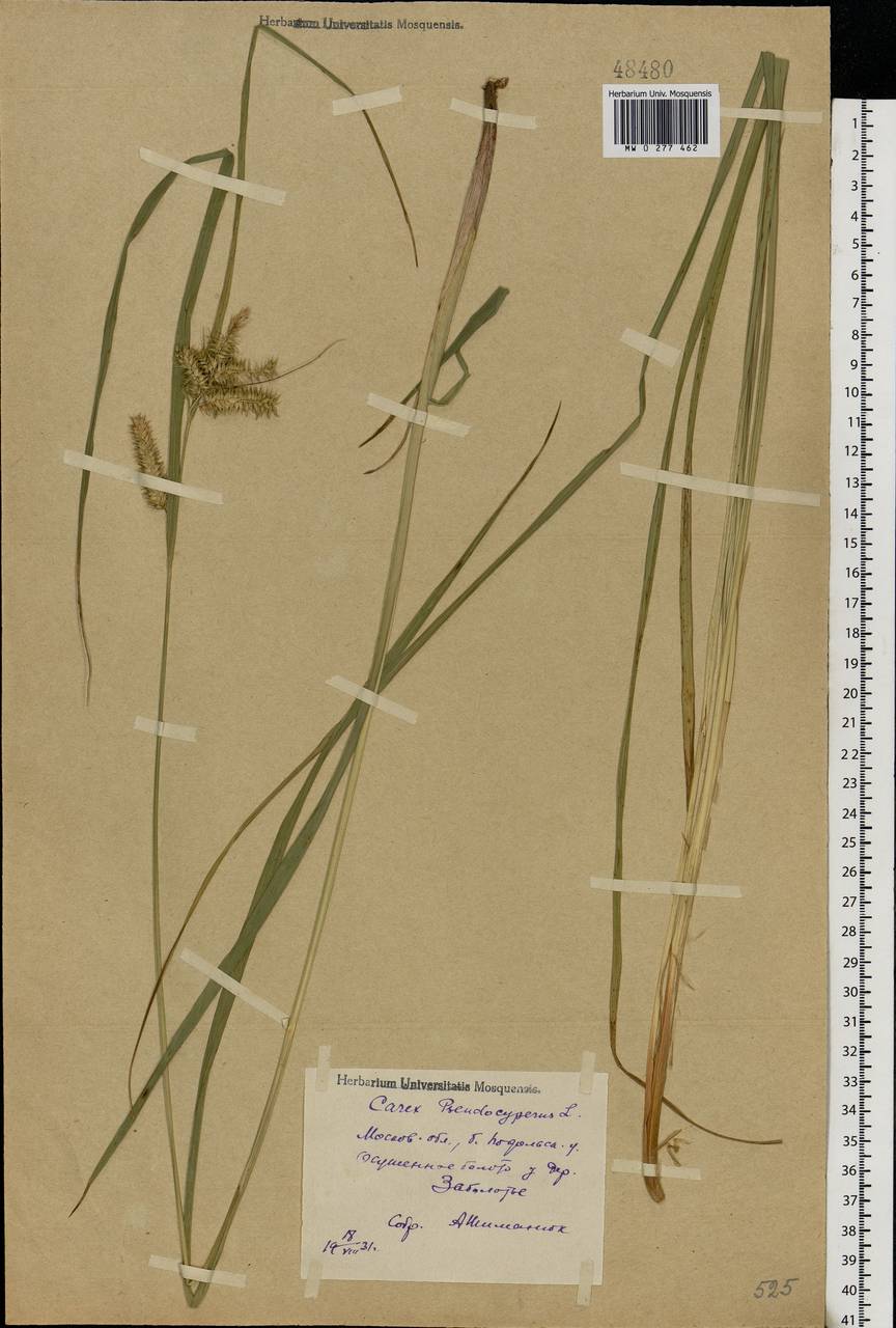 Carex pseudocyperus L., Eastern Europe, Moscow region (E4a) (Russia)